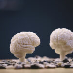 Modeller av två hjärnor.