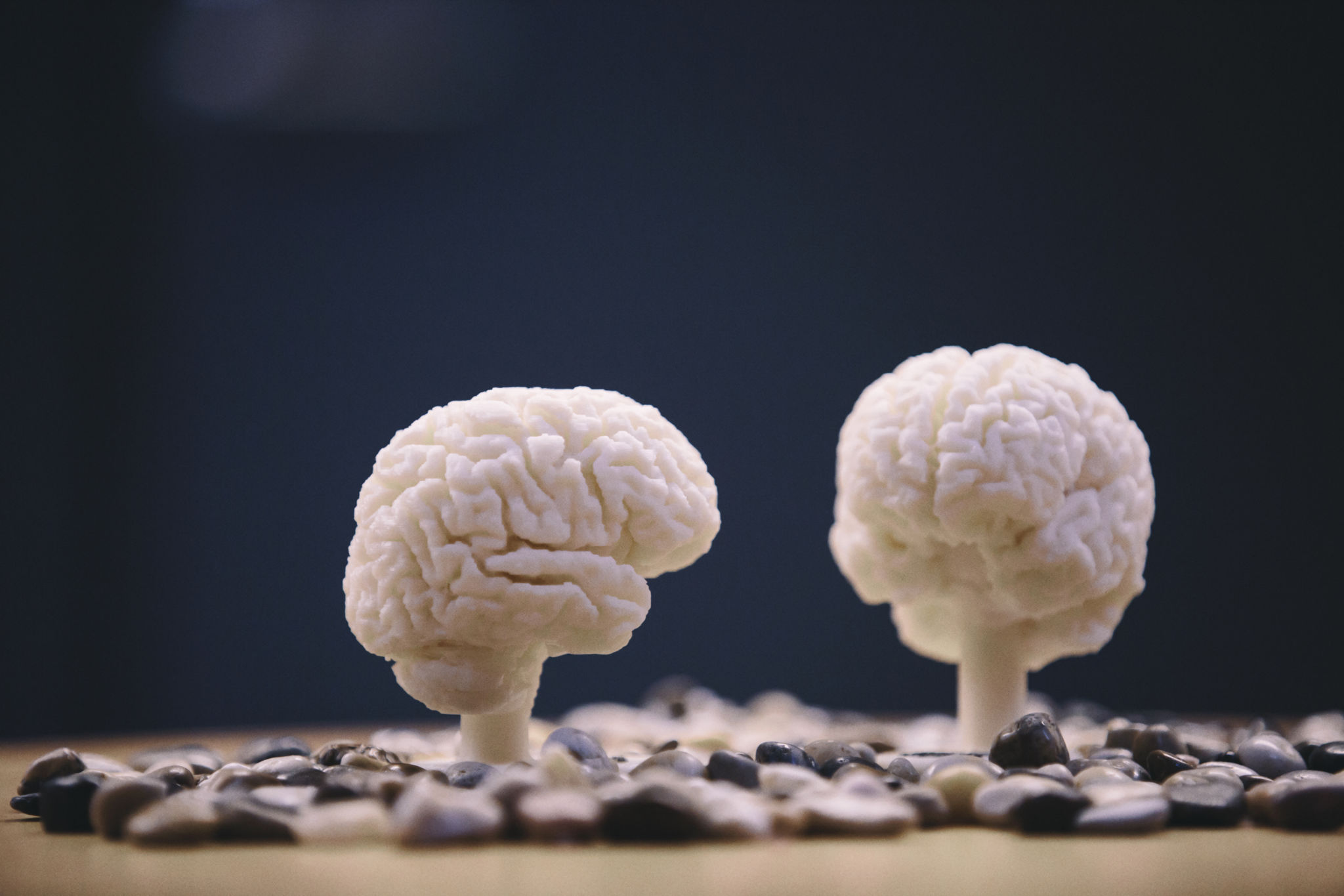 Modeller av två hjärnor.