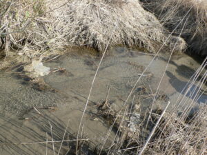 Dike med sura sulfatjordar